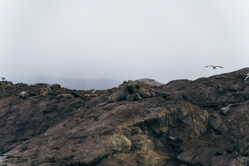 Group of harem sea lions resting on a rocky island in the Beagle Channel, Ushuaia - Argentina