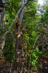 Dense green forest in the Tierra del Fuego National Park, Ushuaia - Argentina