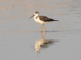 Black-winged stilt walking in water