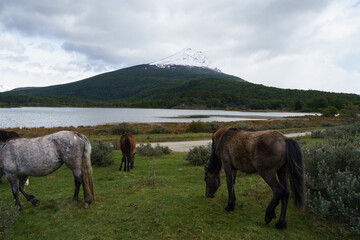 A snow-capped Andean mountain and beautiful green forest on the banks of a river, with horses...
