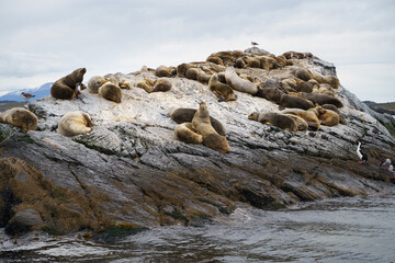 Sea lions rest on a small island in Tierra del Fuego, Ushuaia - Argentina