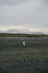 Beautiful penguin at Ushuaia walking on the shore of an island with the snowy mountains of Argentina in the background.