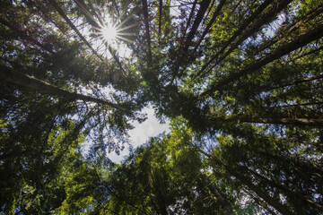 pine branches against sky