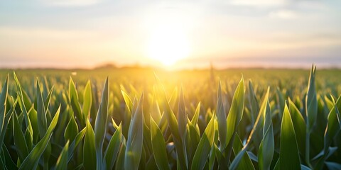 Fototapeta premium Gladiolus field bid farewell to the sun with tall spikes reaching towards the sky at sunset. Concept Nature, Gladiolus Flowers, Sunset, Field, Beauty