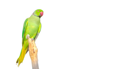 green parrot on a branch © Muhammad