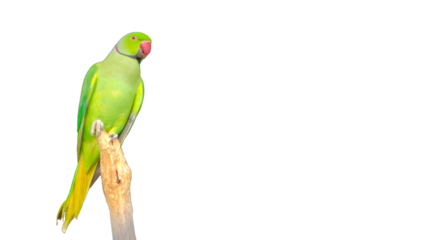 green parrot on a branch