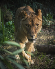 lion in the zoo
