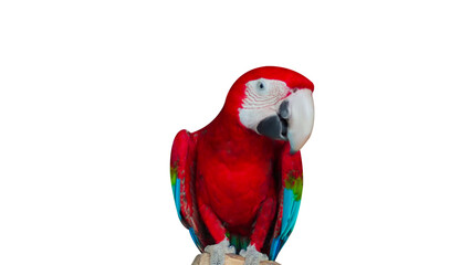 Fototapeta premium Red and blue macaw sitting on a tree top with transparent background