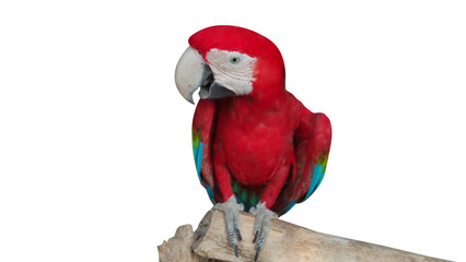 Colorful macaw bird sitting on a tree branch 