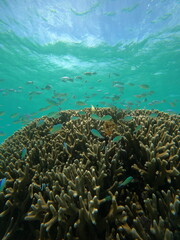 Fototapeta premium サンゴと熱帯魚、沖縄の水中世界 