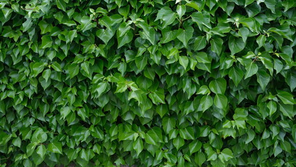 Obraz premium Mass of vegetation. Image of green leaves for background use.