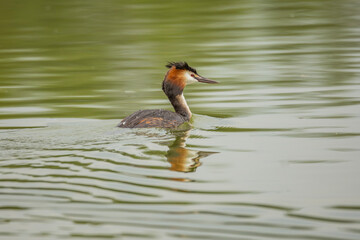 Great crested grebe bird orange white head feathers beak still water swimming