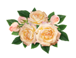 Yellow rose flowers and buds in a floral composition isolated on white or transparent background. Top view. Flat lay.