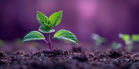 Tree Growth in Nature and Beautiful Morning Lighting