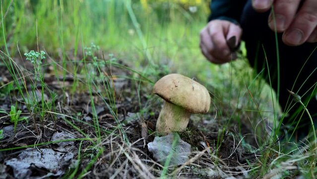 Mushroom Picking. Picking mushrooms use a knife. Hands of man cutting boletus with knife. Cutting a white mushroom in forest. Boletus Edulis Porcini. Edible Big Boletus mushrooms. Mushroom collection.