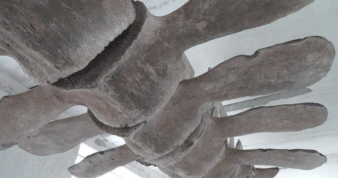 Skeleton of big blue whale. Whale spine. Real whale bones. Balaenoptera musculus