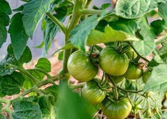 greenhouse plants in a film greenhouse, harvest time, summer