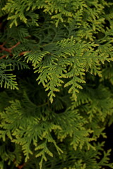 close up of green fern
thuja