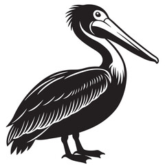 pelican isolated on white