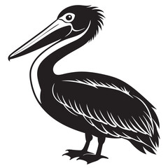 pelican on white background