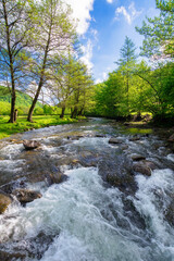 river winding through forested scenery in morning light. trees on the grassy shore. stones in rapid water stream. carpathian mountain landscape of ukraine in summer