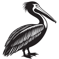 pelican on white background