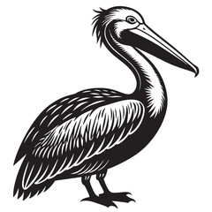 pelican on white background