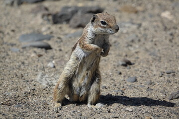 Barbary ground squirrel in cute pose, often referred to as a chipmunk in Canary Islands
