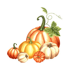 Pumpkins with leaves and tendrils. Autumn composition. Hand drawn watercolor illustration, isolated. Thanksgiving traditional vegetables. Template for invitation, card, Halloween, wrapping, embroidery