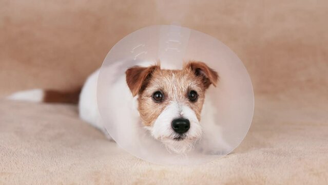 Face of a cute healthy recovering dog as wearing funnel collar. Protection after castration surgery.