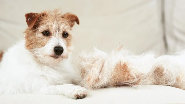 Cute face of a molting dog with her hair on the coach. Cleaning per fur.