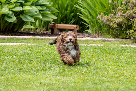 Cavapoochon dog on garden green lawn sunny day curly brown fur white markings