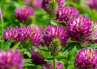 Fototapeta premium close-up of summer flowers, macro photography, colorful background, summer