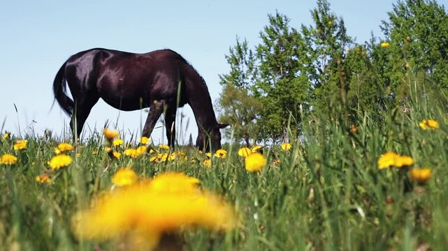 Black horse peacefully grazing in a meadow, portraying a serene scene in the countryside
