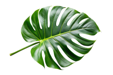 monstera green leaf isolated
