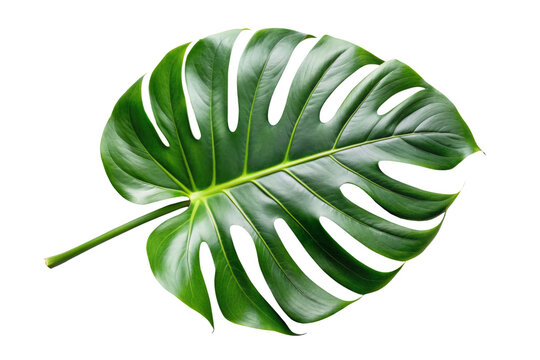monstera green leaf isolated - Powered by Adobe