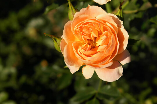Isolated rose Sweet Dream light orange color
