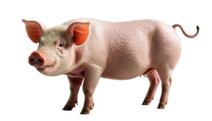 Curious Piglet Looking at Camera