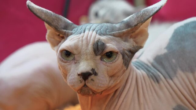 Sphynx cat - breed of cat known for its lack of fur. Sphynx was developed through selective breeding. Hairlessness in cats - naturally occurring genetic mutation