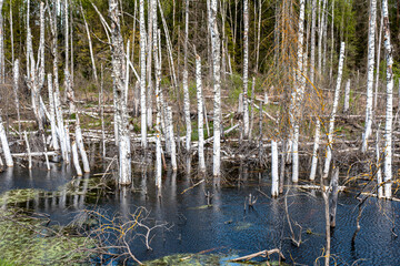 landscape with white birch trunks, flooded forest, wet birch grove, dead trees