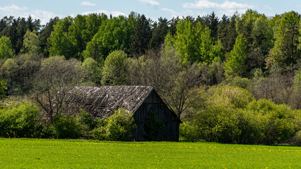 Fototapeta premium landscape with bright green field and bright trees, first green of spring, spring