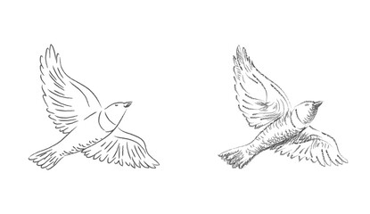 Vector pencil sketches of the flying ouzel