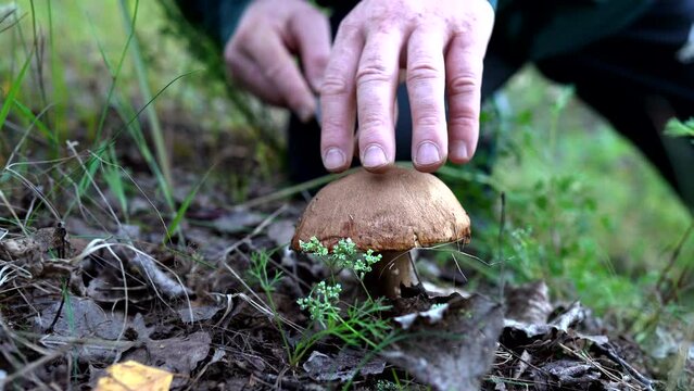 Mushroom Picking. Picking mushrooms use a knife. Hands of man cutting boletus with knife. Cutting a white mushroom in forest. Boletus Edulis Porcini. Edible Big Boletus mushrooms. Mushroom collection.