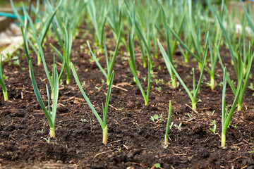 Young garlic grows in the garden. Organic growing of vegetables.