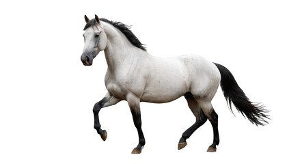 Fototapeta premium Majestic Stallion Isolated on White Background