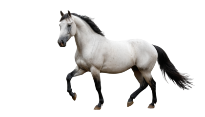 Majestic Stallion Isolated on White Background