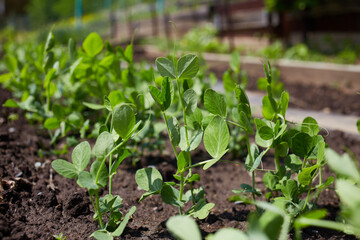 A bed of young green peas. An organic vegetable garden. The concept of agriculture and nature conservation. 