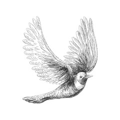 Vector pencil sketches of the flying ouzel