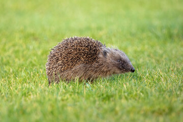 Hedgehog Hunting on a Sunny Lawn