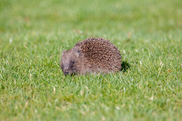 Hedgehog Sniffing for Food on Sunny Lawn